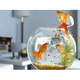 fish food
