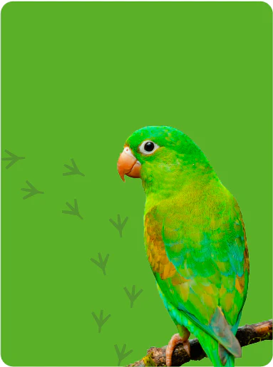 Bird supplies